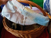 Zvířátkový den ve školce